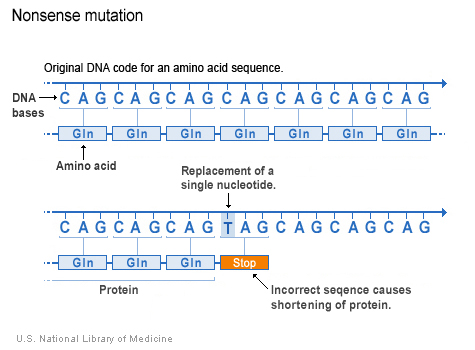 nucleotide cytosine bị thay bởi thymine trong mã DNA báo hiệu tế bào tạo một protein ngắn