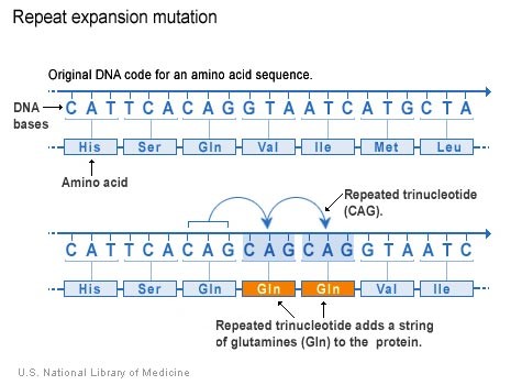 Sự lặp lại trình tự 3 nucleotide (CAG) dẫn tới protein có thêm hàng loạt amino acid glutamine