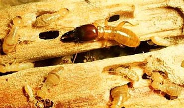 Termite.JPG