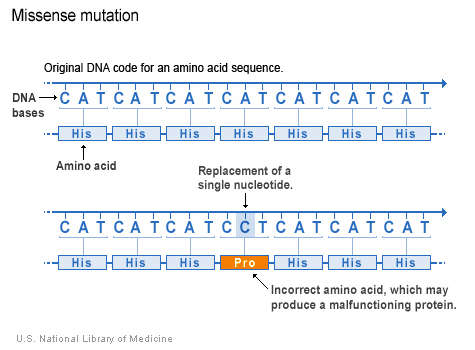 Nucleotide adenine bi thay bởi cytosine trong mã di truyền, dẫn tới một amino acid khác trong trình tự protein