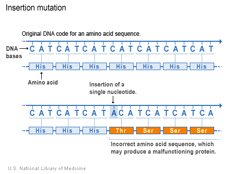 một nucleotide (adenine) được thêm vào mã DNA, làm thay đổi trình tự amino acid theo sau