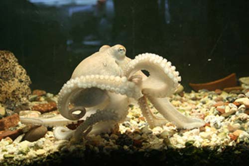 Octopus elbow.JPG