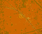 Tập tin:Prochlorothrix.jpg