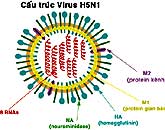 H5N1.jpg