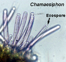 Tập tin:Chamaesiphon.jpg