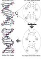First DNA Molecule Made Almost Entirely Of Artificial Parts.jpg