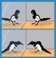 Mirror-self-recognition-in-Magpie-birds.JPG