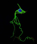Neuron colored.jpg