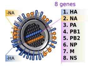 2009 H1N1 influenza virus genetic-num.svg.png
