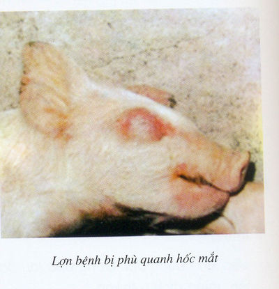 Triệu chứng phù hốc mắt ở lợn