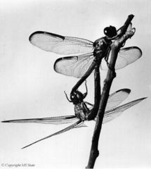 Tập tin:Dragonfly mating.JPG