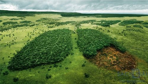 Vì sao phải trồng cây gây rừng? Phải bảo vệ rừng? – VLOS