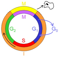 Cell cycle.png