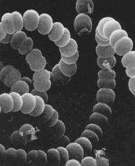 Tập tin:Anabaena.jpg