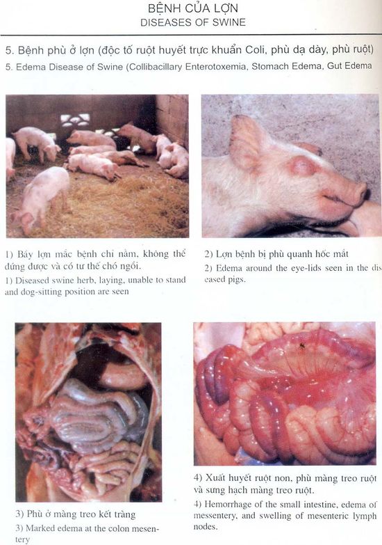 Lợn bị phù do vi khuẩn E.coli